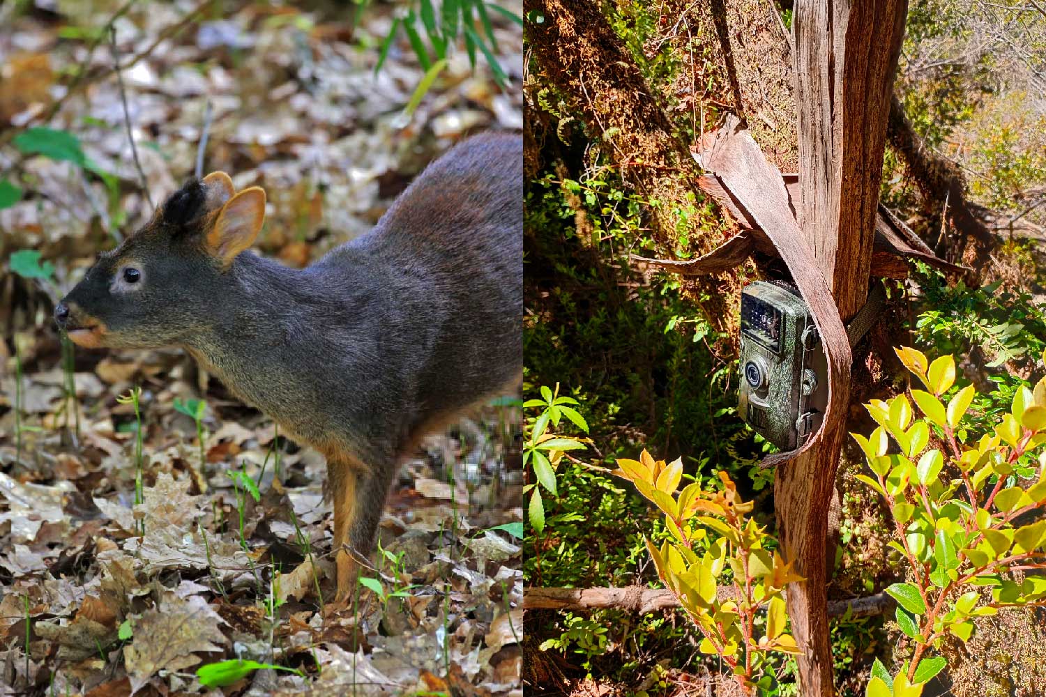 Monitoreo de fauna con cámaras trampas - Funga Reserva ecológica Fundo Cheñue