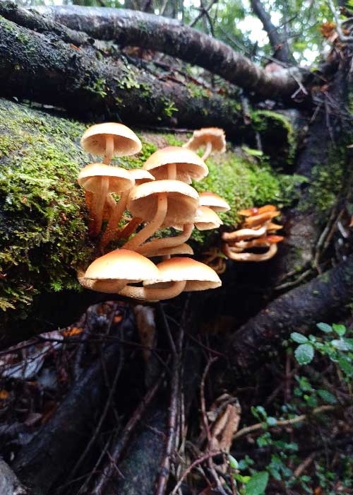 Reserva Fundo Cheñue