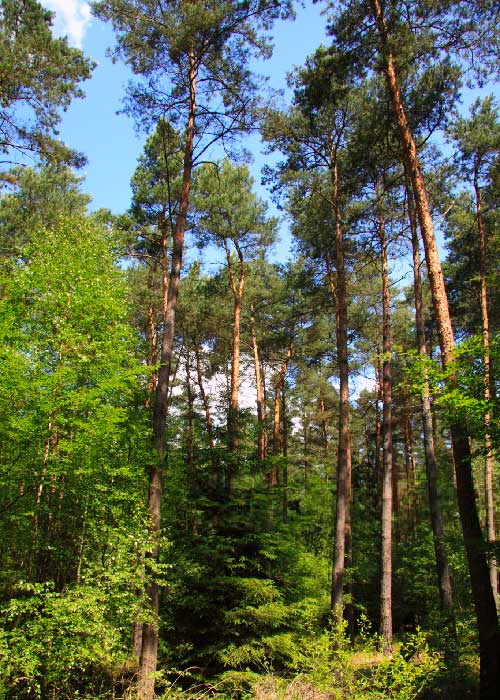 Reserva Fundo Cheñue