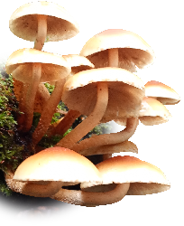 Reserva natural y santuario de la naturaleza en la Región de Los Lagos. Atractivo turístico de Hualaihué, turismo científico, educativo y sitio de interés para fotógrafos profesionales de vida silvestre. Ruta de los parques de la patagonia verde.